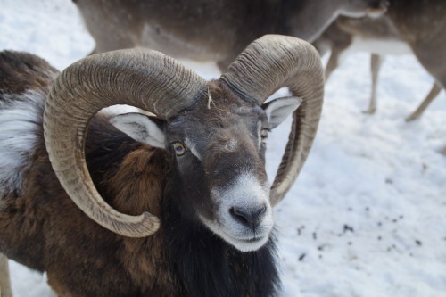 Sich mit Scherzfragen ins Bockshorn jagen lassen